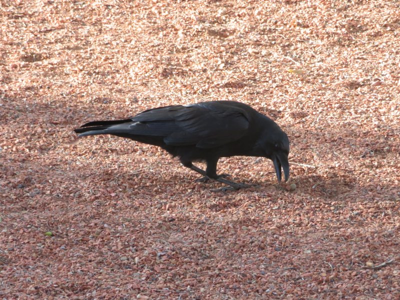 These ravens are twice the size of our crows